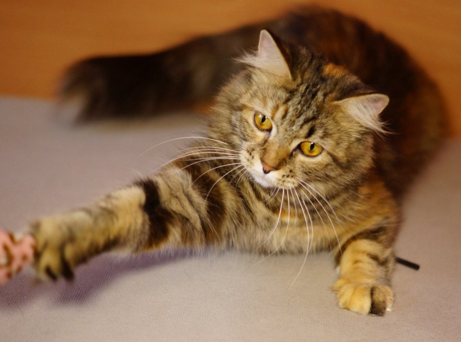 Королевская Аналостанка фото