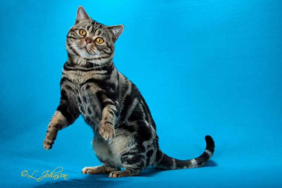 Американская короткошерстная табби