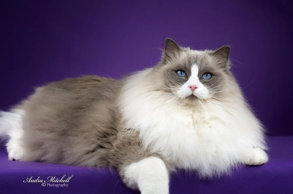 Рэгдолл лиловый