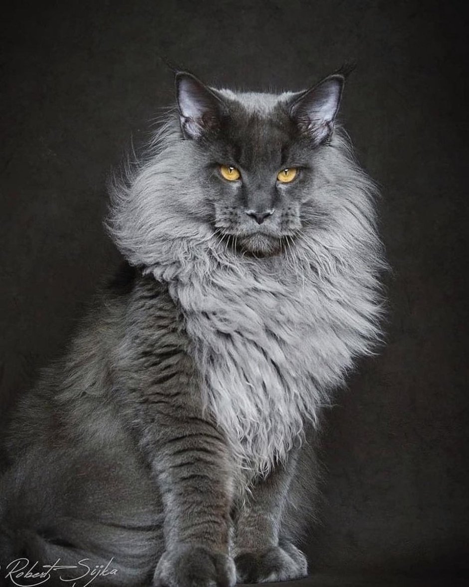 The most Majestic you