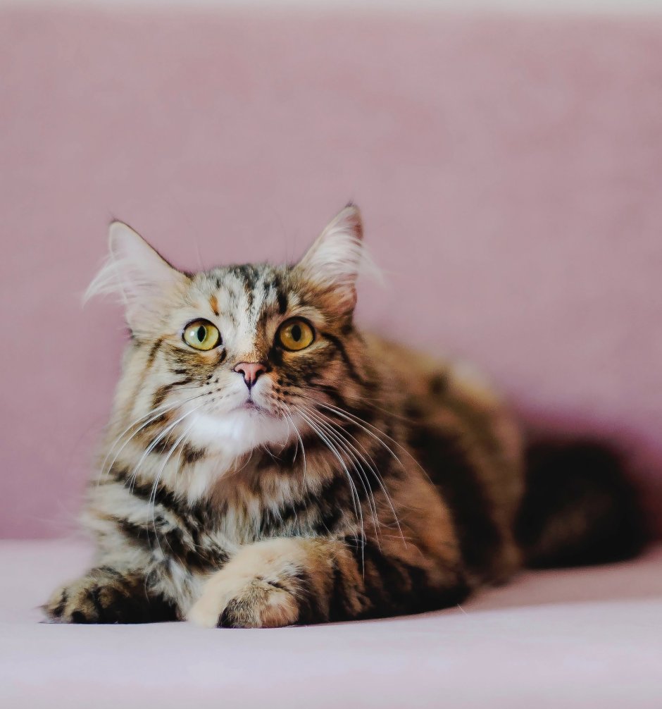 Королевская Аналостанка порода