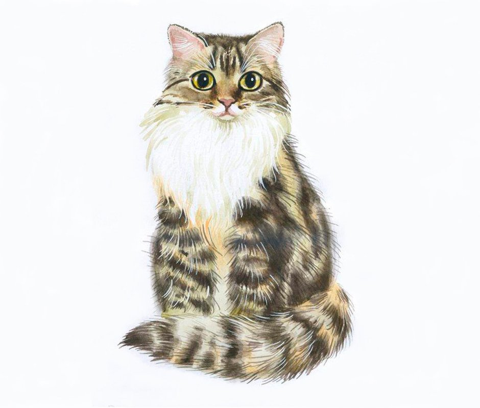 Королевская Аналостанка порода