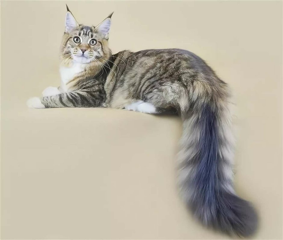 Хвост Мейн куна