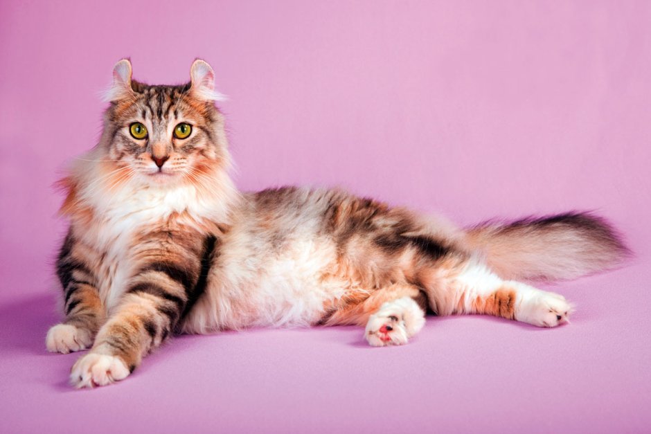 Кошка американский керл