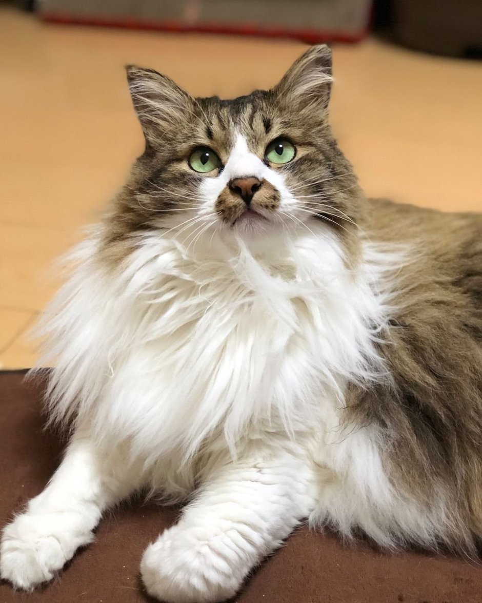 Норвежская Лесная кошка вислоухая