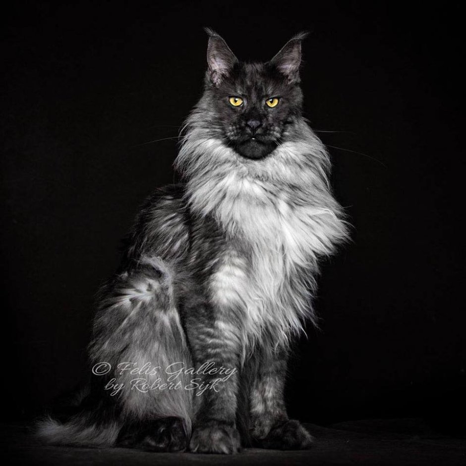 Кот Мейн кун Виво