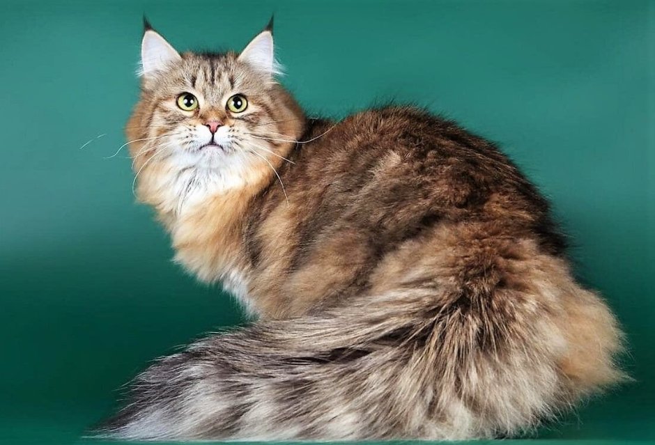 Сибирский длинношерстный кот