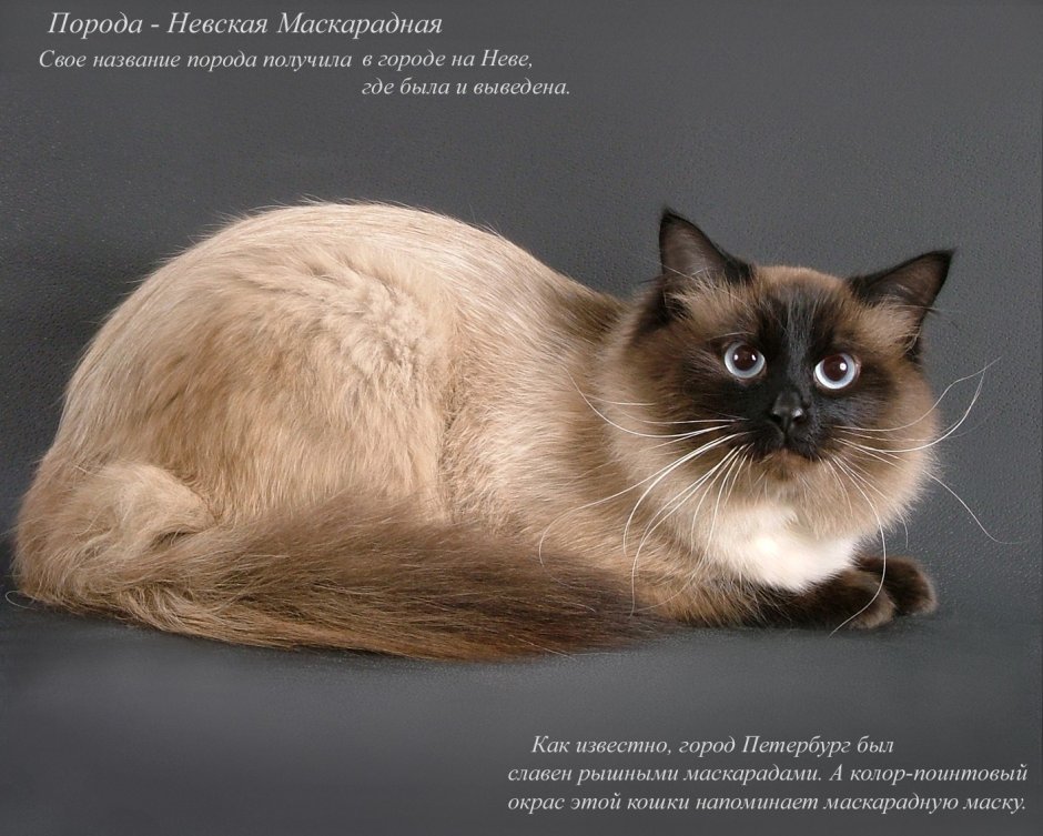 Домашние кошки разных пород