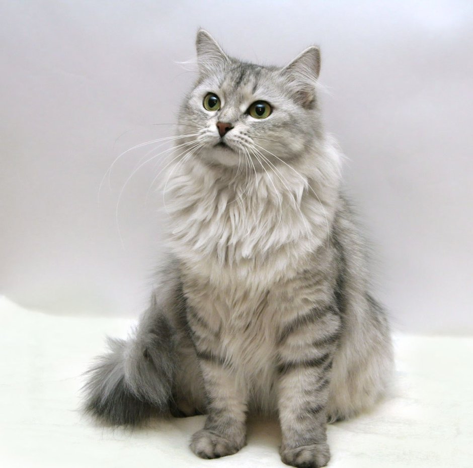 Сибирская длинношерстная кошка