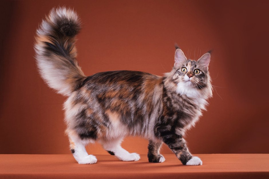 Аналостанка королевская порода кошек