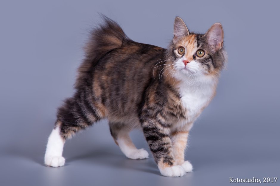 Курильский бобтейл черепаховый