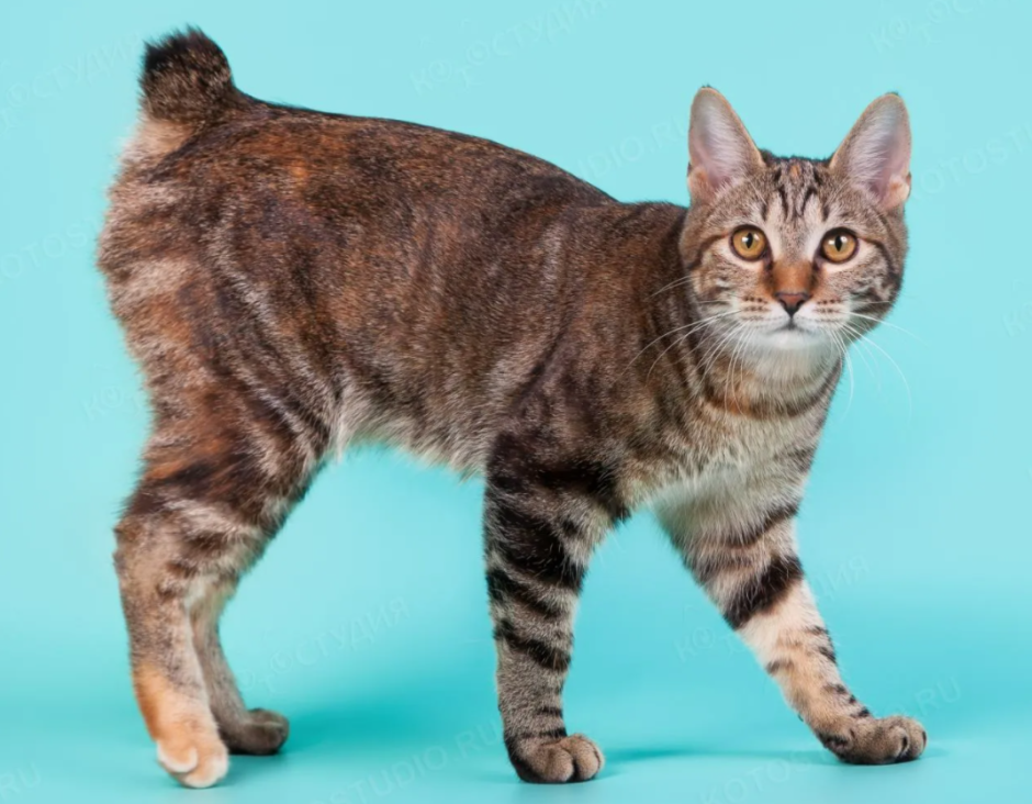 Кот Курильский бобтейл