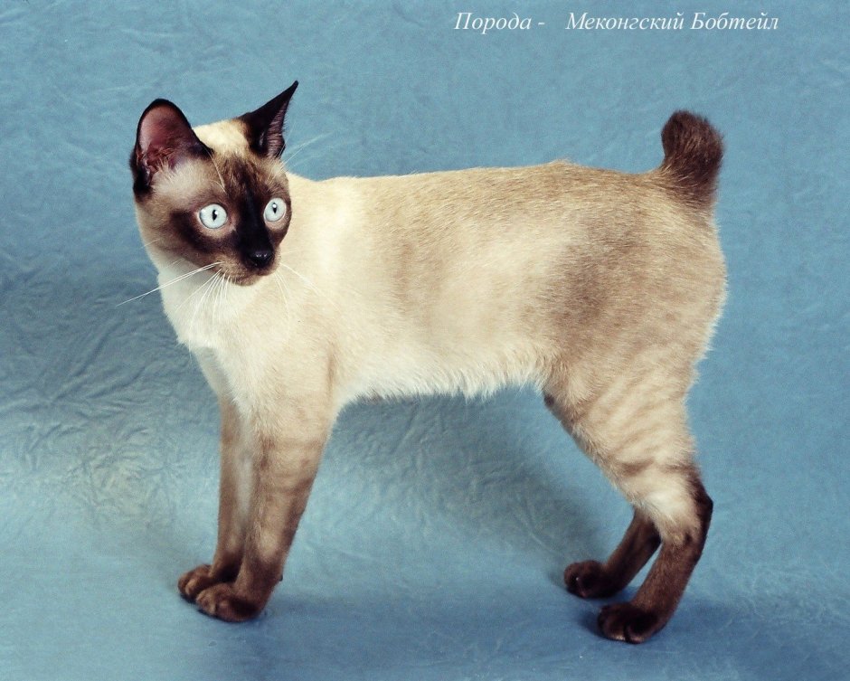 Меконгский бобтейл котята
