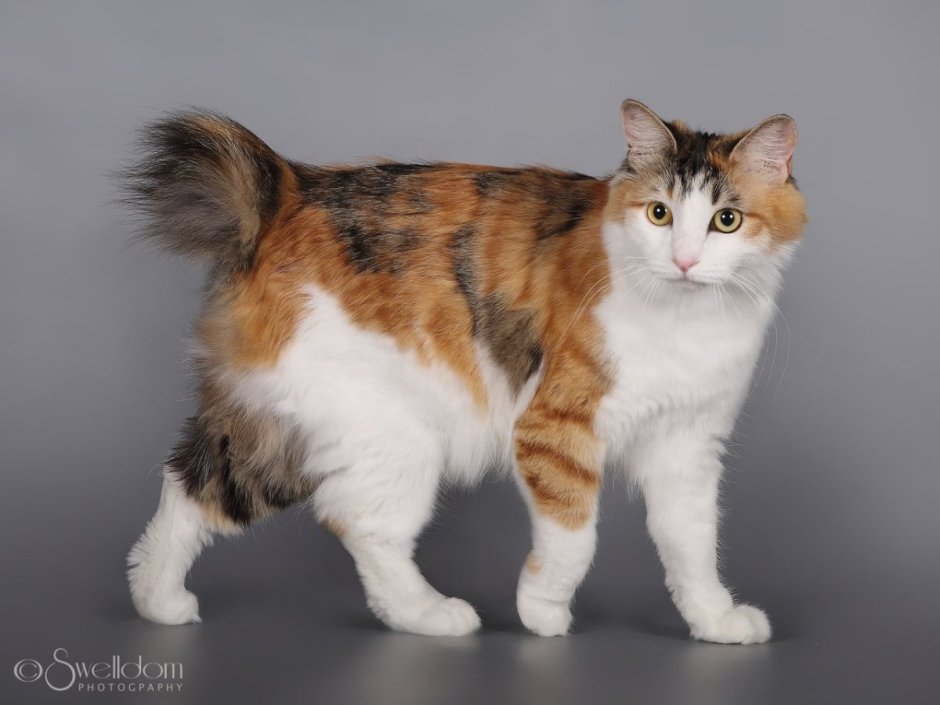 Курильский бобтейл черепаховый