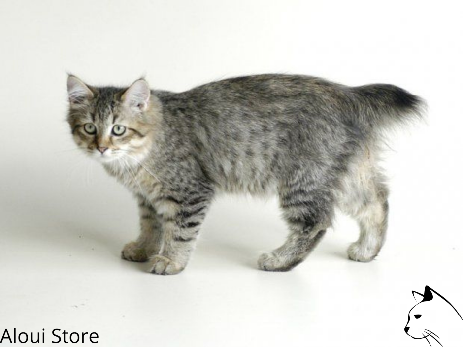 Американский бобтейл короткошёрстный пиксибоб