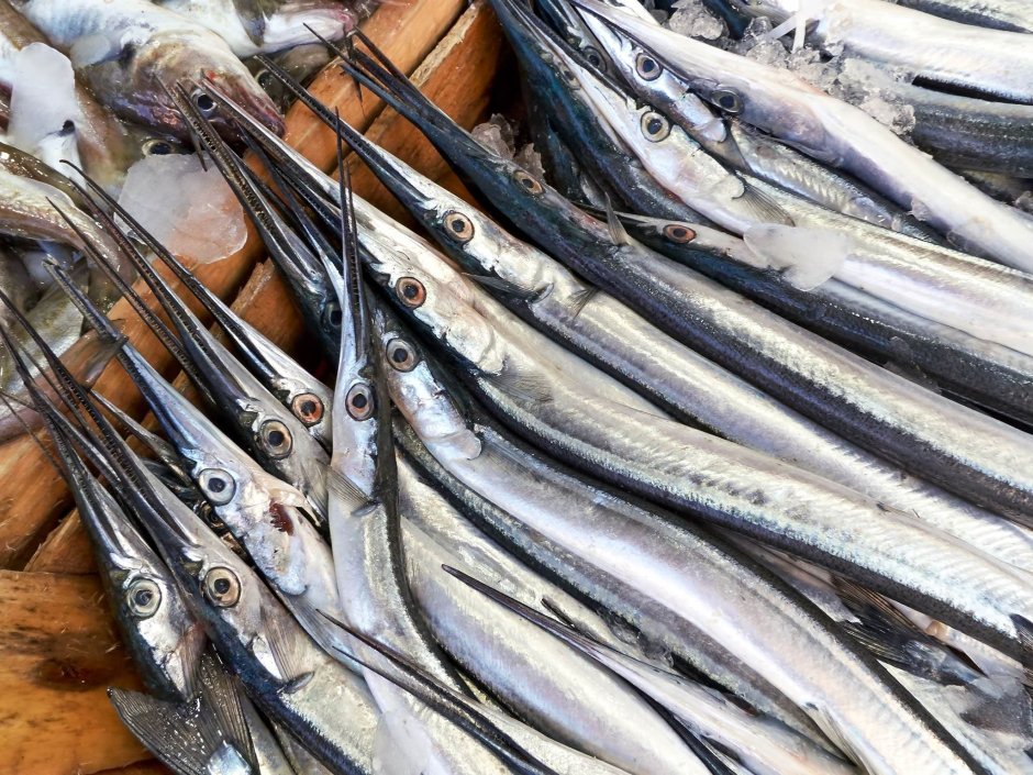 Рыба игла черное море Сарган