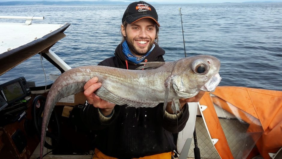 Рыба макрурус малоглазый