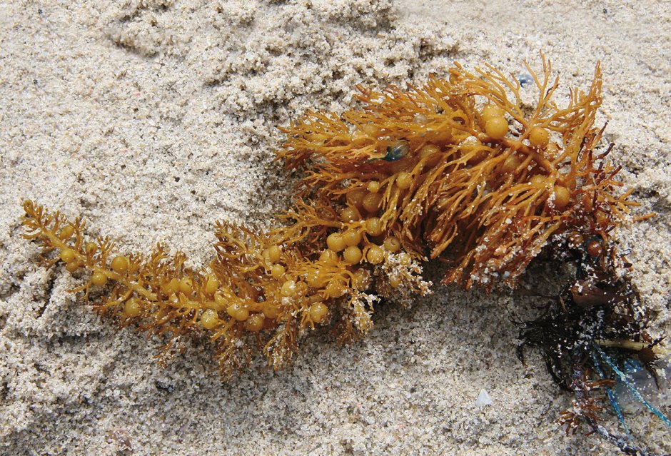 Фукус, саргассум