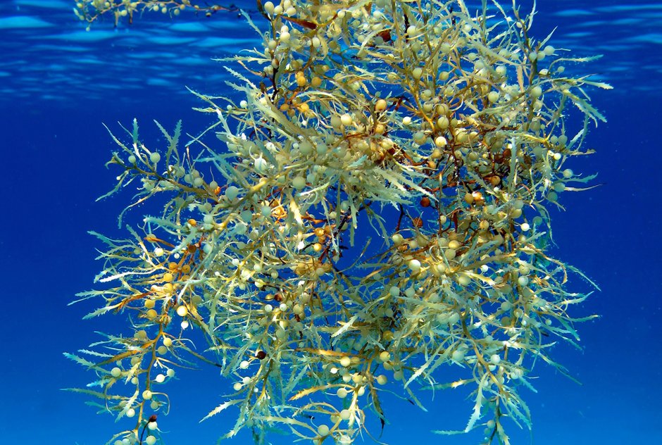 Саргассум водоросль