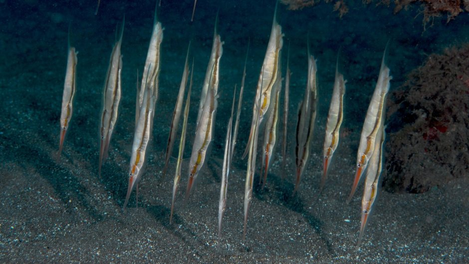 Длиннорылая рыба-игла