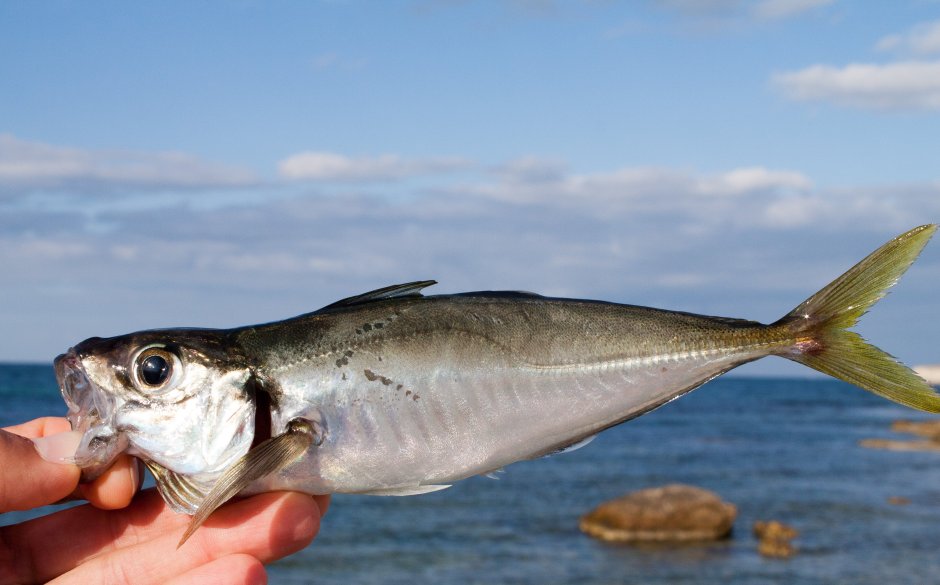 Сарганчик рыба