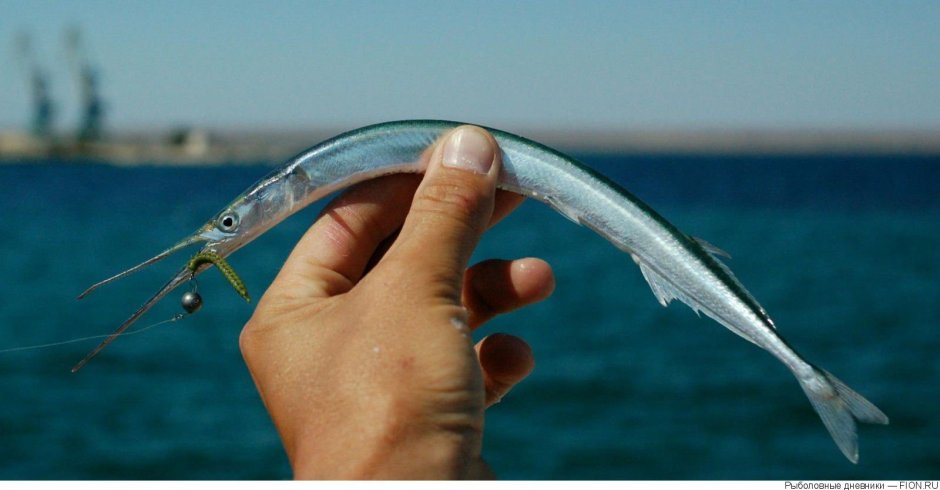 Черноморская рыба игла Сарган