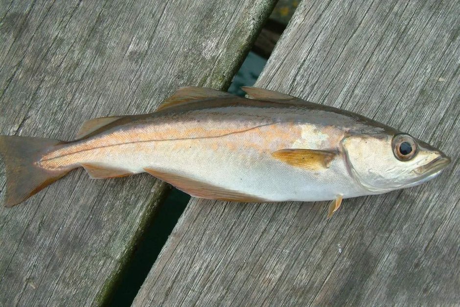 Аляскинская Сайда