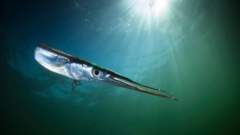 Черноморская рыба Сарган