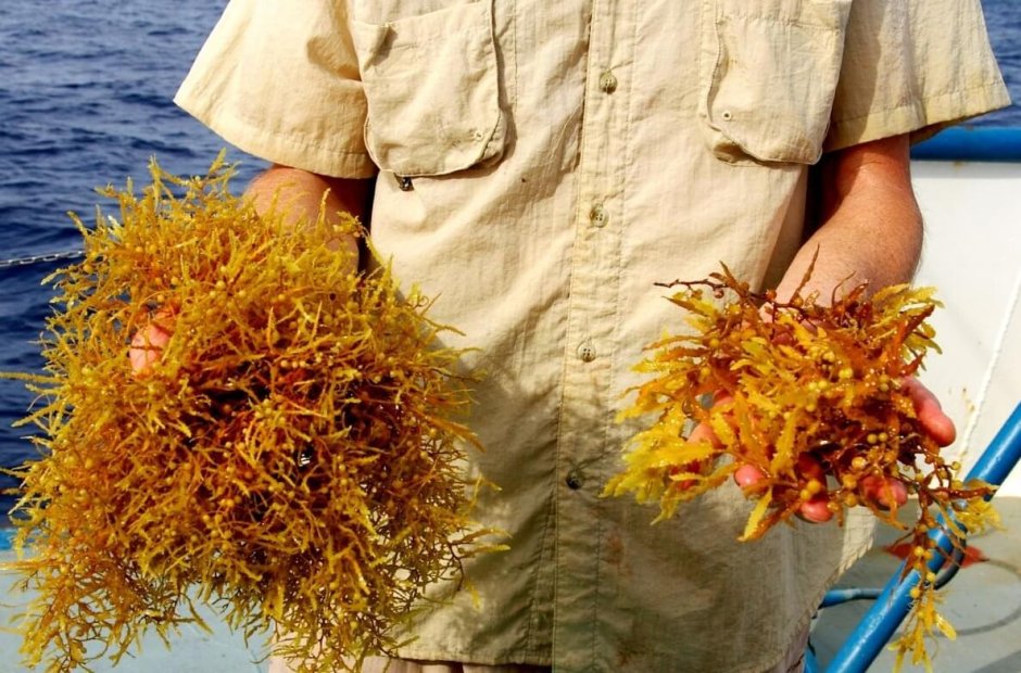 Саргассум водоросль