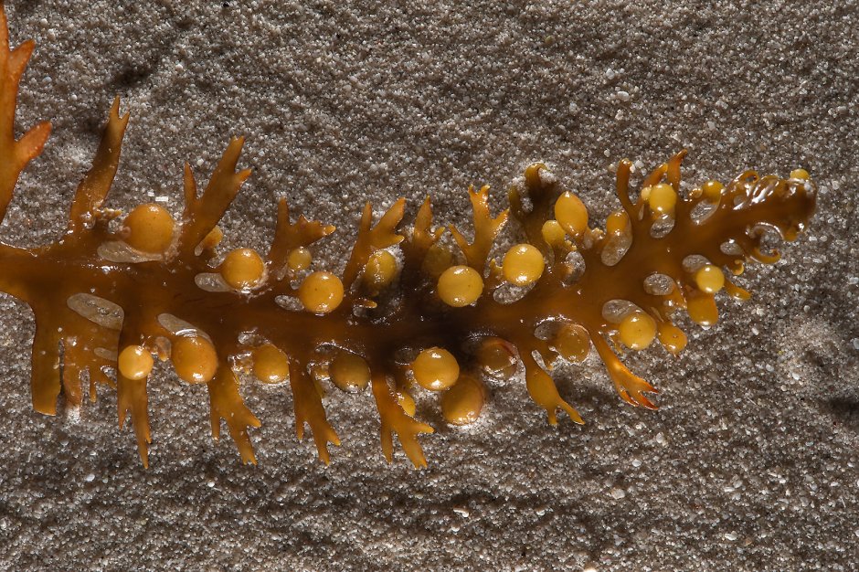 Ягодоносный саргассум