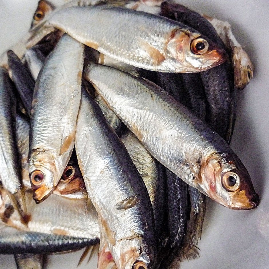 Азовская тюлька рыба