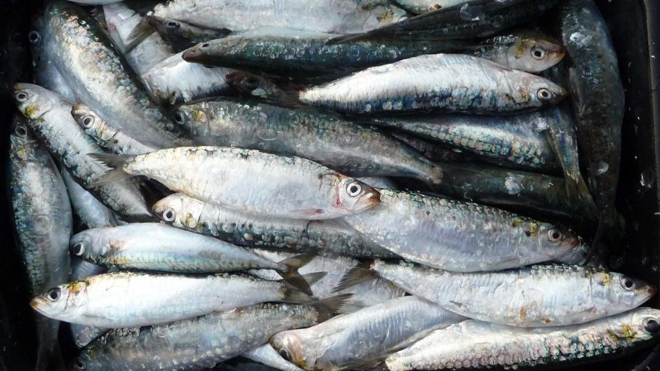 Сардина Иваси рыба