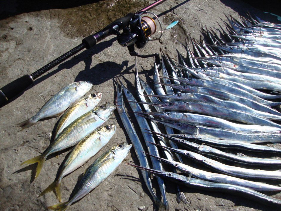 Черноморская рыбка Сарган