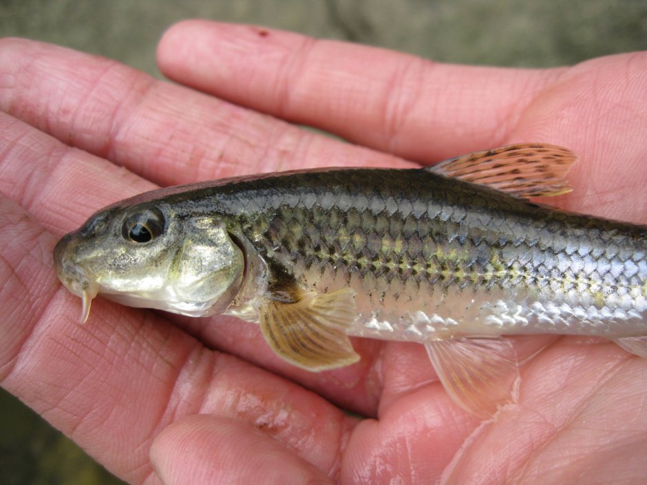 Писарь рыба