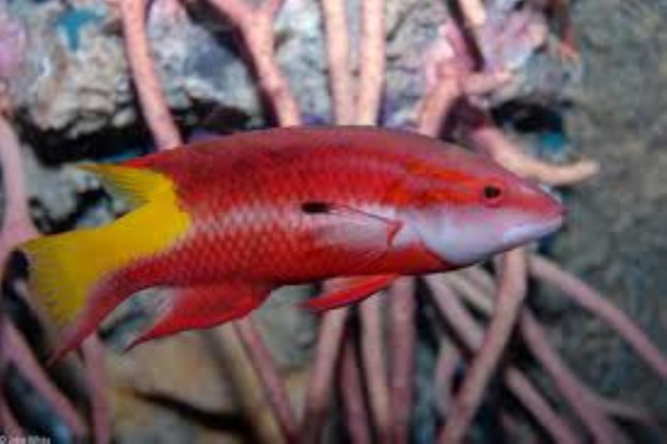 Лирохвостый Бодиан