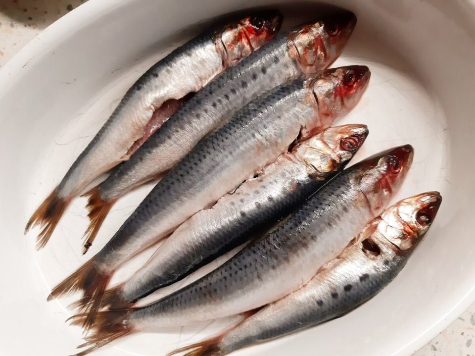 Сардина сельдь Иваси