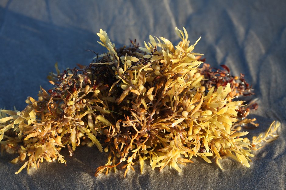 Саргасса бурая водоросль