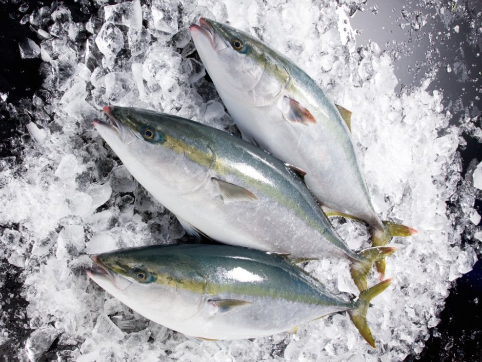 Лакедра рыба