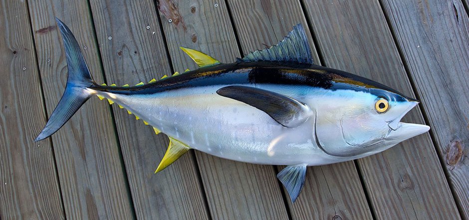 Лакедра семейства ставридовых