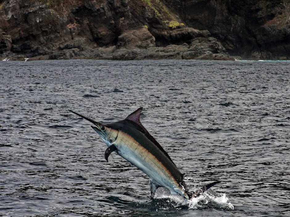 Парусник Барракуда рыбы