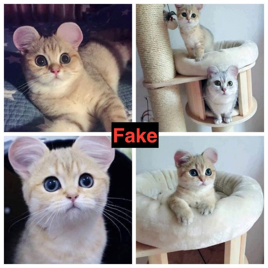 Кот с круглыми ушами