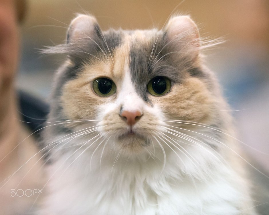 Порода кошек с круглыми ушами