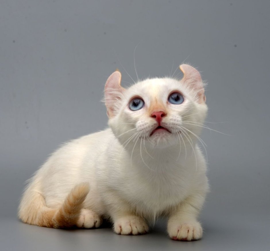 Манчкин кинкалоу