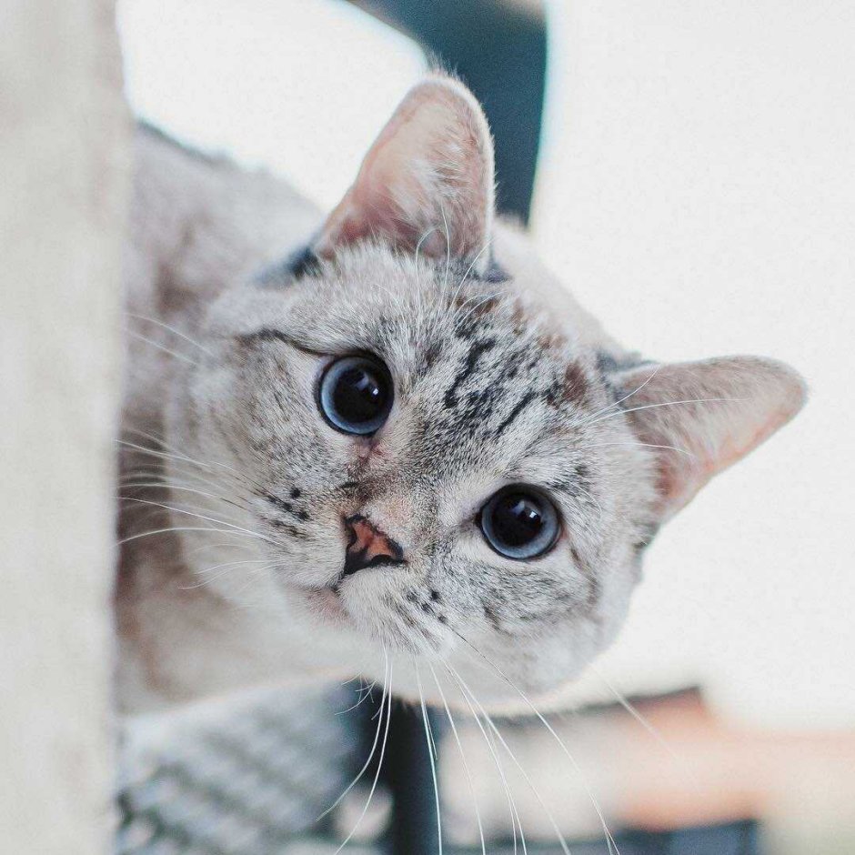 Кошки для инстаграмма