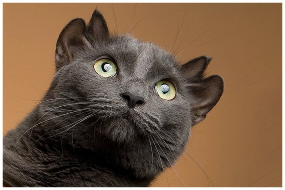 Кот йода с 4 ушами