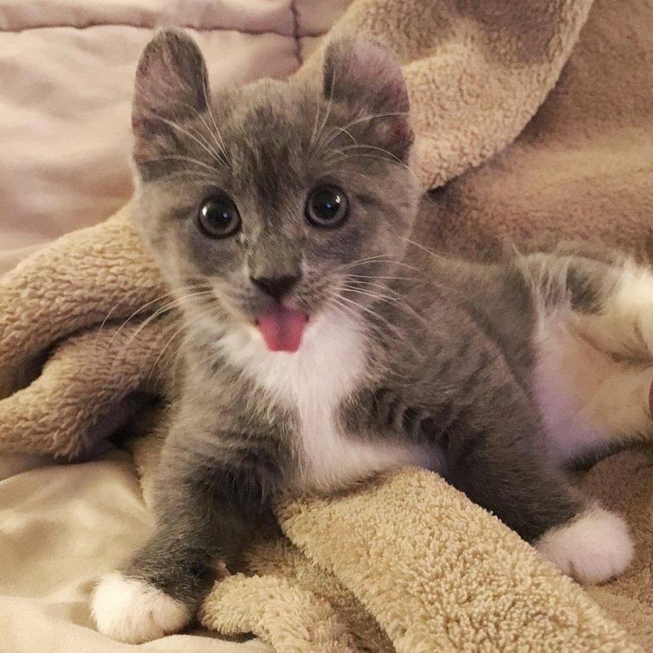 Манчкин кинкалоу