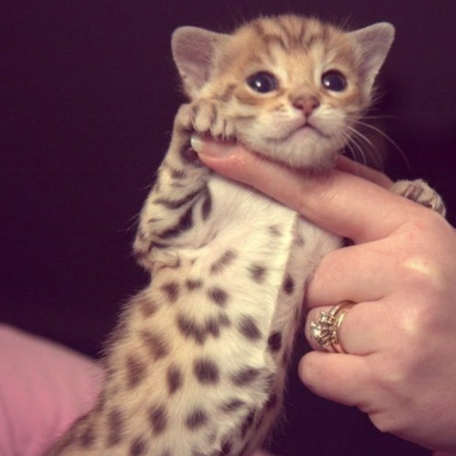 Коты породы Ашера