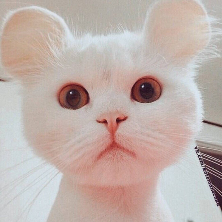 Кошки с круглыми ушами