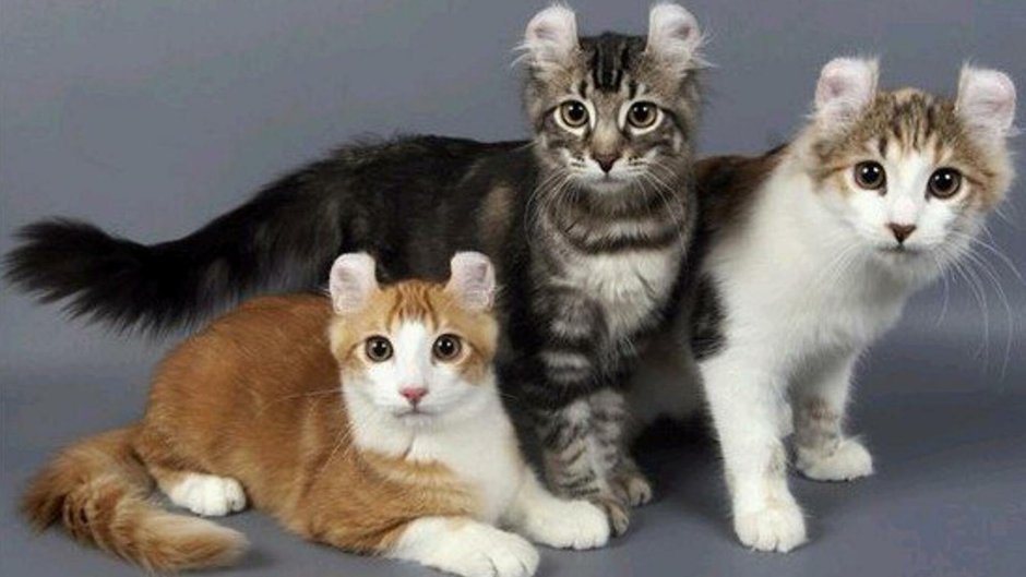 Кошки с 4 ушами порода