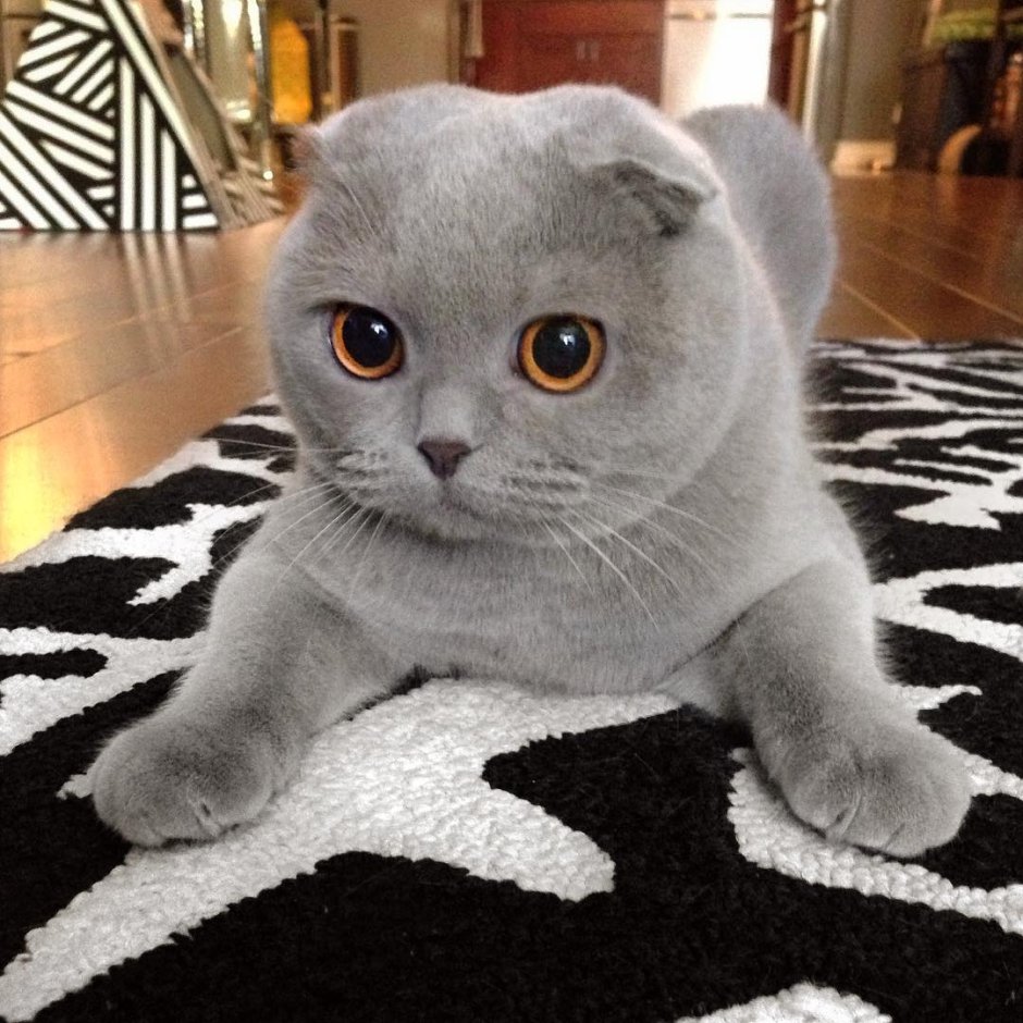 Вислоухий котята пепельные милые